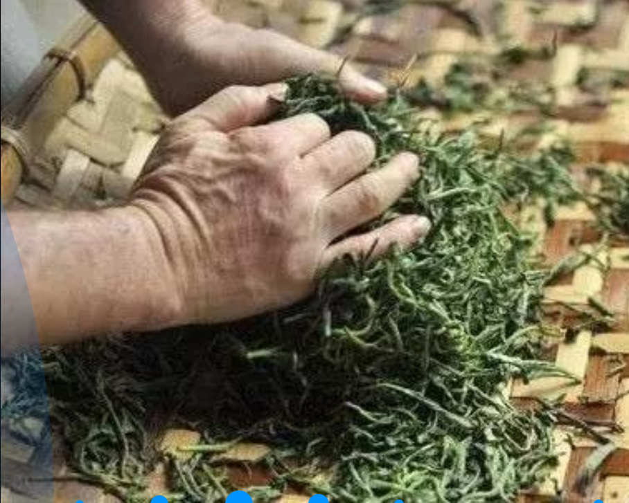 Hands rolling tea leaves during the hand rolling tea process